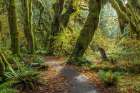 Washington State-Olympic National Park Panoramic composite of trail through mossy forest Art Print